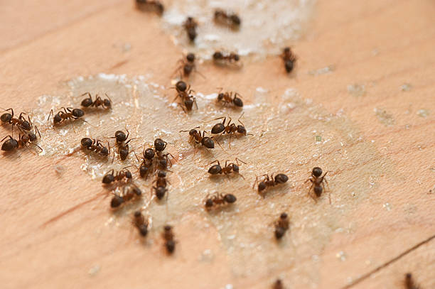 Best Pest Prevention Services  in Lexington, TN
